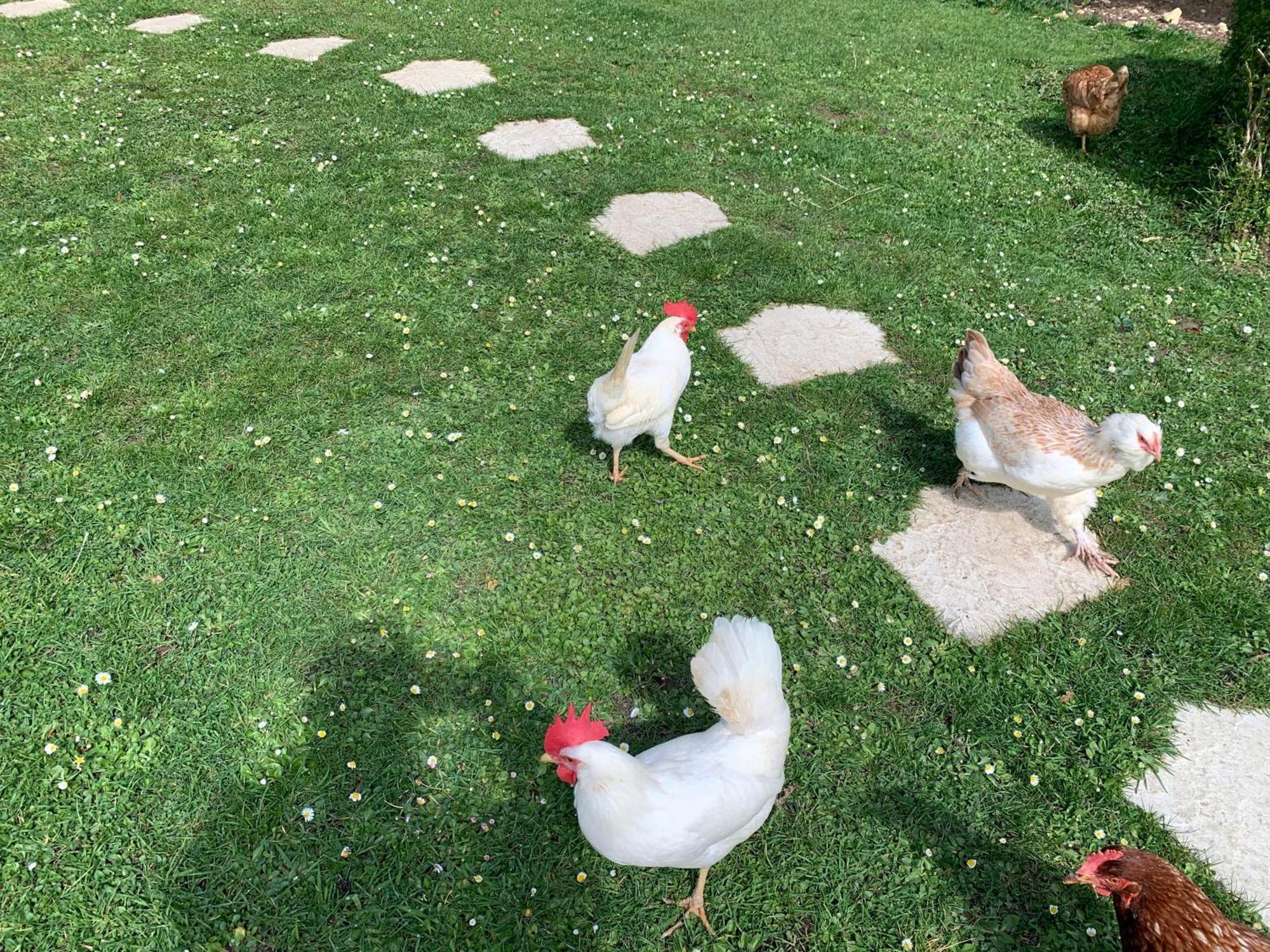 Gite "Le Refuge" Dans Un Domaine De 7Ha Au Calme Vimoutiers Exterior foto